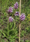 Einzelbild 4 Affen-Knabenkraut - Orchis simia