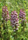 Einzelbild 2 Purpur-Knabenkraut - Orchis purpurea