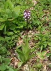 Einzelbild 3 Purpur-Knabenkraut - Orchis purpurea