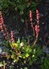 Einzelbild 3 Schnee-Ampfer - Rumex nivalis