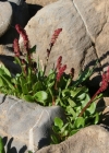 Einzelbild 1 Schnee-Ampfer - Rumex nivalis