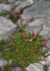 Einzelbild 4 Schnee-Ampfer - Rumex nivalis