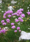 Einzelbild 3 Alpen-Grasnelke - Armeria alpina subsp. alpina