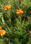 Einzelbild 4 Eberreisblättriges Greiskraut - Senecio abrotanifolius
