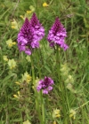 Einzelbild 4 Spitzorchis - Anacamptis pyramidalis
