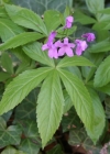 Einzelbild 1 Fingerblättrige Zahnwurz - Cardamine pentaphyllos