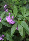 Einzelbild 2 Fingerblättrige Zahnwurz - Cardamine pentaphyllos