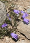 Einzelbild 2 Ausgeschnittene Glockenblume - Campanula excisa