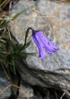 Einzelbild 1 Ausgeschnittene Glockenblume - Campanula excisa