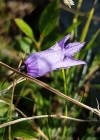 Einzelbild 4 Ausgeschnittene Glockenblume - Campanula excisa