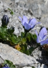 Einzelbild 1 Mont Cenis-Glockenblume - Campanula cenisia