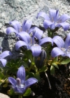 Einzelbild 2 Mont Cenis-Glockenblume - Campanula cenisia