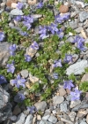 Einzelbild 3 Mont Cenis-Glockenblume - Campanula cenisia
