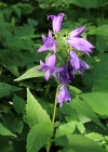 Einzelbild 1 Breitblättrige Glockenblume - Campanula latifolia