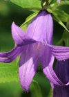 Einzelbild 2 Breitblättrige Glockenblume - Campanula latifolia