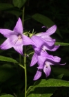 Einzelbild 3 Breitblättrige Glockenblume - Campanula latifolia