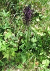 Einzelbild 4 Hallers Rapunzel - Phyteuma ovatum