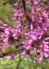 Einzelbild 2 Judasbaum - Cercis siliquastrum