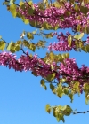 Einzelbild 3 Judasbaum - Cercis siliquastrum