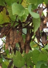 Einzelbild 4 Judasbaum - Cercis siliquastrum