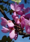 Einzelbild 5 Judasbaum - Cercis siliquastrum