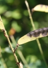 Einzelbild 2 Schwarzwerdender Geissklee - Cytisus nigricans