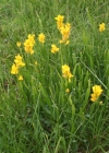 Einzelbild 1 Flügel-Ginster - Genista sagittalis