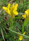 Einzelbild 4 Flügel-Ginster - Genista sagittalis