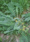 Einzelbild 3 Stängelloser Tragant - Astragalus exscapus