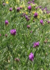 Einzelbild 2 Esparsetten-Tragant - Astragalus onobrychis