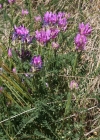 Einzelbild 3 Esparsetten-Tragant - Astragalus onobrychis