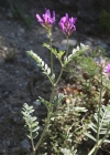 Einzelbild 4 Esparsetten-Tragant - Astragalus onobrychis