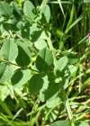 Einzelbild 2 Hecken-Wicke - Vicia dumetorum