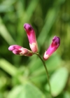 Einzelbild 1 Hecken-Wicke - Vicia dumetorum