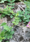 Einzelbild 3 Hecken-Wicke - Vicia dumetorum