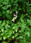 Einzelbild 4 Hecken-Wicke - Vicia dumetorum