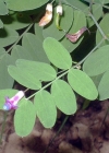 Einzelbild 1 Schwarze Platterbse - Lathyrus niger