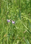Einzelbild 3 Sumpf-Platterbse - Lathyrus palustris