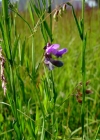Einzelbild 4 Sumpf-Platterbse - Lathyrus palustris