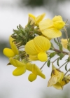 Einzelbild 1 Gelbe Hauhechel - Ononis natrix