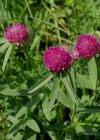 Einzelbild 1 Hügel-Klee - Trifolium alpestre