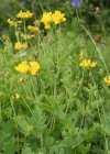 Einzelbild 2 Berg-Kronwicke - Coronilla coronata