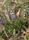 Einzelbild 3 Sumpf-Kreuzblume - Polygala amarella