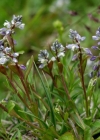 Einzelbild 4 Sumpf-Kreuzblume - Polygala amarella