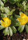 Einzelbild 1 Winterling - Eranthis hyemalis