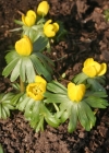 Einzelbild 2 Winterling - Eranthis hyemalis
