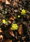 Einzelbild 3 Winterling - Eranthis hyemalis