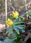 Einzelbild 4 Winterling - Eranthis hyemalis
