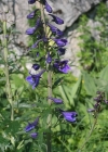 Einzelbild 1 Hoher Rittersporn - Delphinium elatum