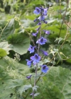 Einzelbild 3 Hoher Rittersporn - Delphinium elatum